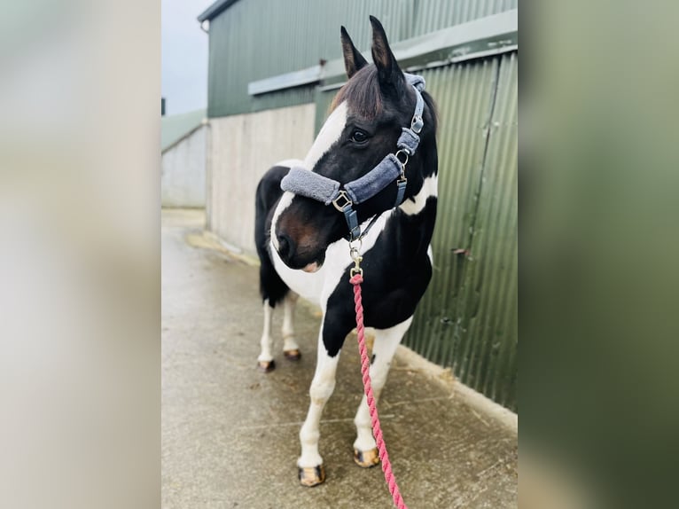Irish Sport Horse Mare 13 years 15,1 hh Pinto in Sligo