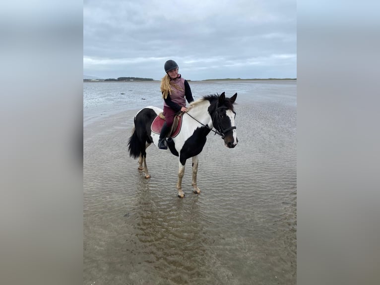 Irish Sport Horse Mare 13 years 15,1 hh Pinto in Sligo