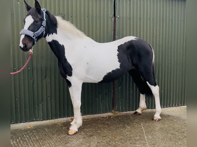 Irish Sport Horse Mare 13 years 15,1 hh Pinto in Sligo