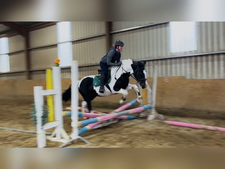 Irish Sport Horse Mare 13 years 15,1 hh Pinto in Sligo