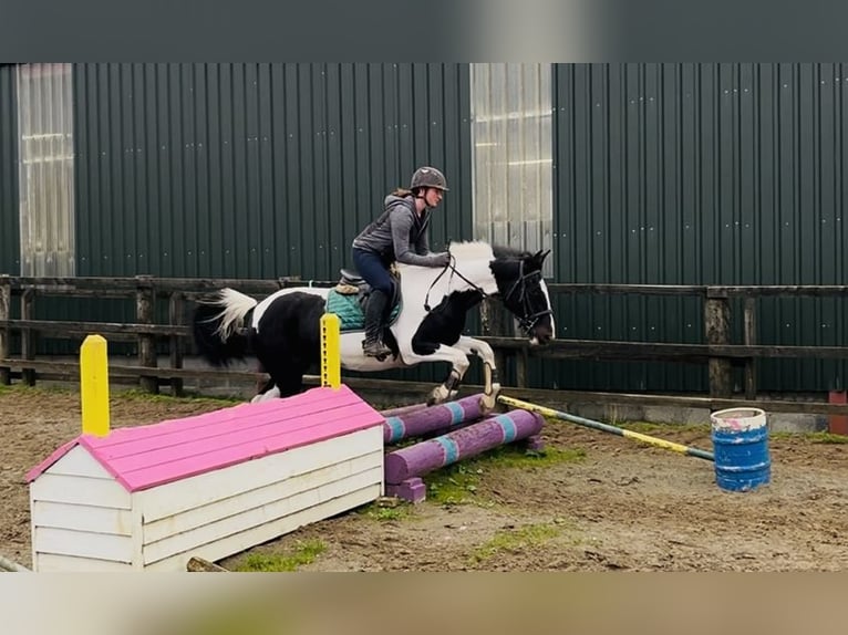 Irish Sport Horse Mare 13 years 15,1 hh Pinto in Sligo