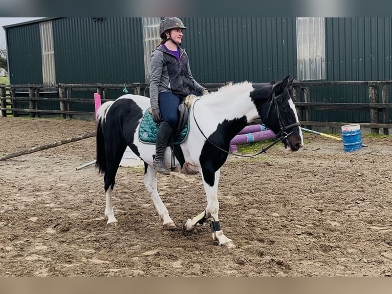 Irish Sport Horse Mare 13 years 15,1 hh Pinto in Sligo
