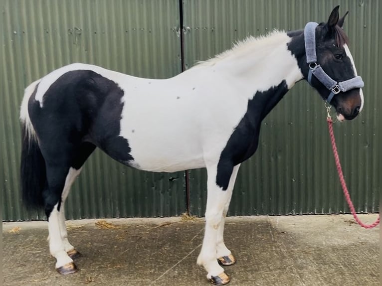 Irish Sport Horse Mare 13 years 15,1 hh Pinto in Sligo
