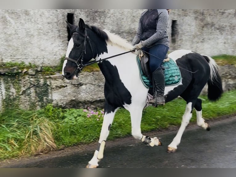 Irish Sport Horse Mare 13 years 15,1 hh Pinto in Sligo