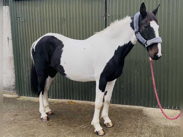 Irish Sport Horse Mare 13 years 15,1 hh Pinto in Sligo