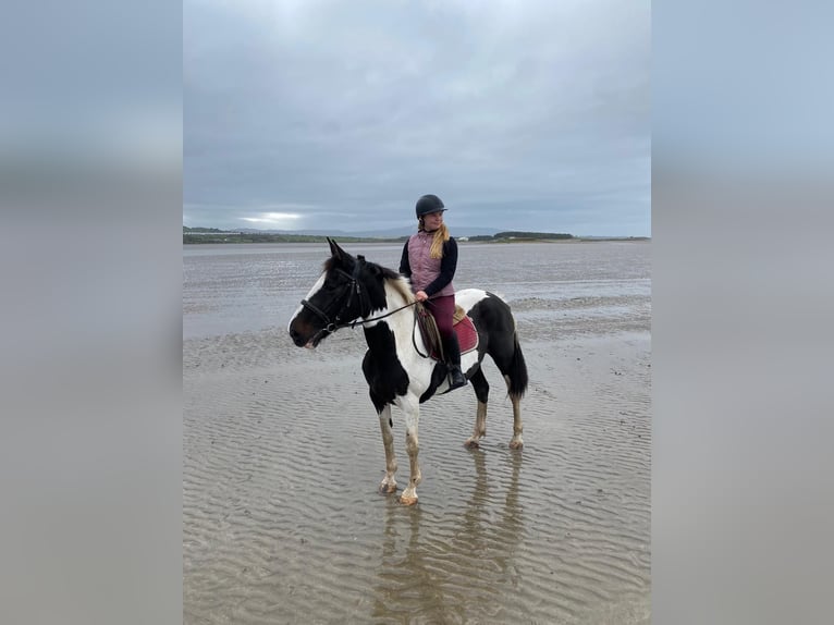 Irish Sport Horse Mare 13 years 15,1 hh Pinto in Sligo