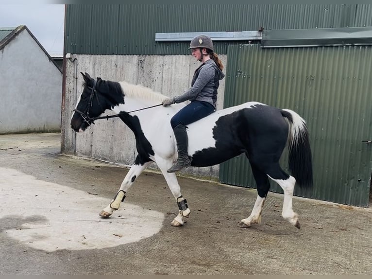 Irish Sport Horse Mare 13 years 15,1 hh Pinto in Sligo