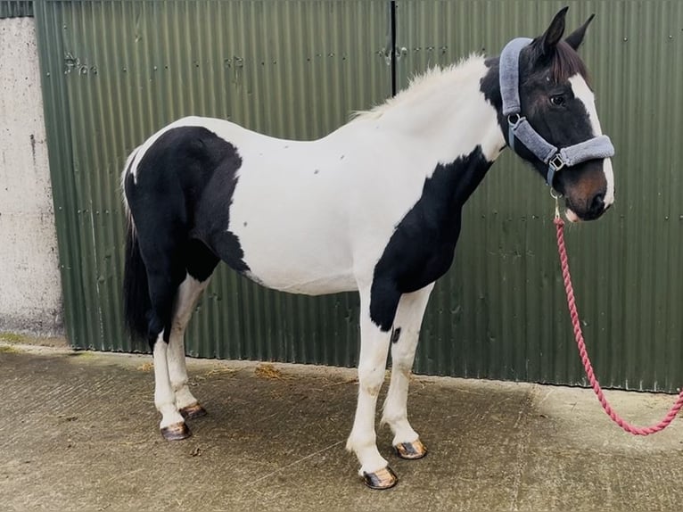 Irish Sport Horse Mare 13 years 15,1 hh Pinto in Sligo