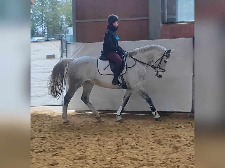 Irish Sport Horse Mare 13 years 16,1 hh Gray-Dapple in Lage