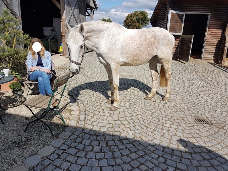 Irish Sport Horse Mare 13 years 16,1 hh Gray-Fleabitten in Grattersdorf