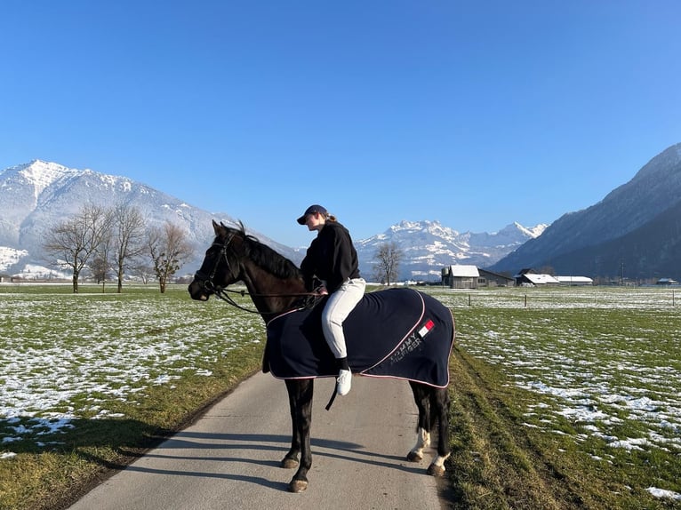 Irish Sport Horse Mare 13 years 16.1 hh Smoky-Black in Reichenburg