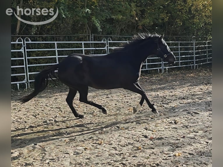 Irish Sport Horse Mare 13 years 16 hh Black in Blomberg