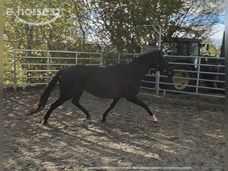 Irish Sport Horse Mare 13 years 16 hh Black in Blomberg