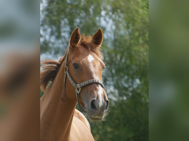 Irish Sport Horse Mare 13 years 16 hh Chestnut-Red in DieburgDieburg