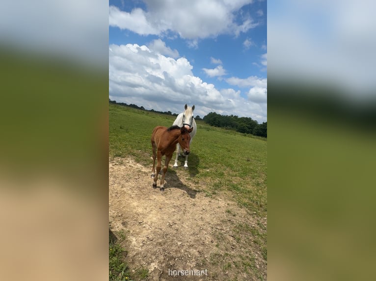 Irish Sport Horse Mare 13 years 16 hh Gray in Monguilhem