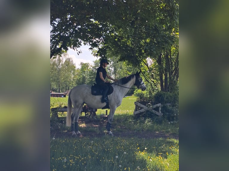 Irish Sport Horse Mare 13 years 16 hh Grey in Königsbrunn