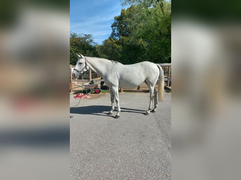 Irish Sport Horse Mare 13 years 16 hh Grey in Königsbrunn