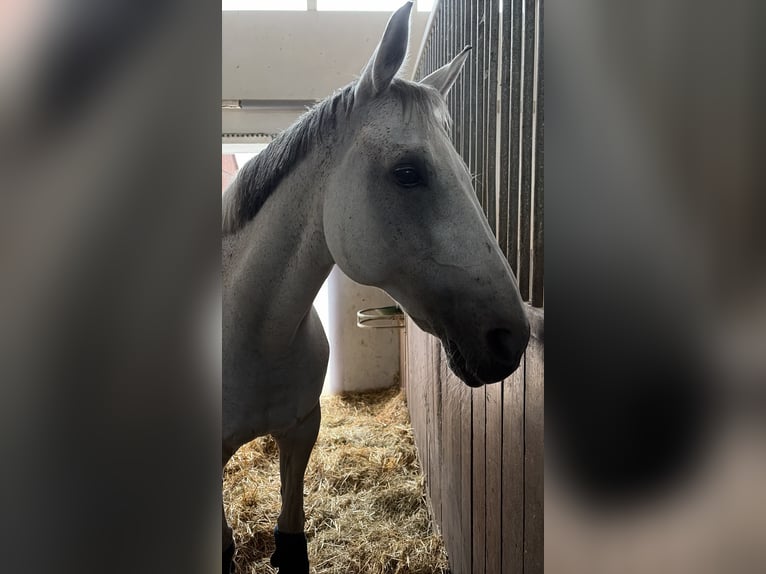 Irish Sport Horse Mare 13 years 16 hh Grey in Königsbrunn