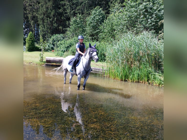 Irish Sport Horse Mare 13 years 16 hh Grey in Königsbrunn