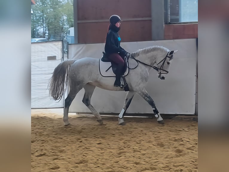 Irish Sport Horse Mare 13 years 16,1 hh Grey-Dapple in Lage