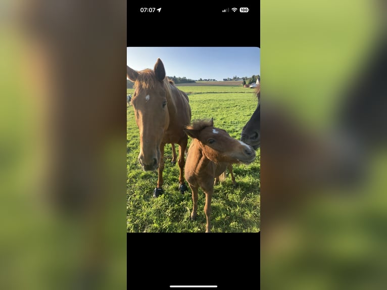 Irish Sport Horse Mare 13 years 16,2 hh Chestnut-Red in Brilon