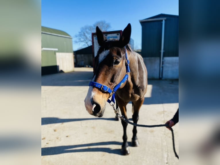 Irish Sport Horse Mare 13 years 17 hh Bay in Sligo