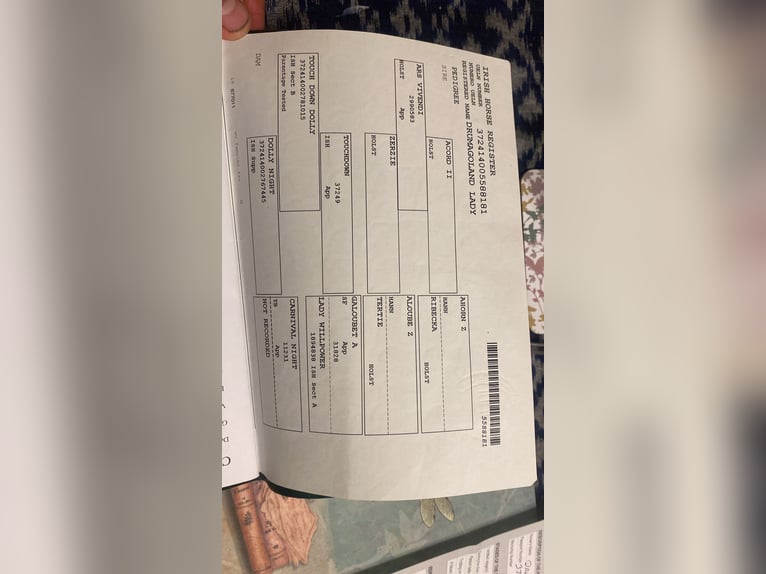 Irish Sport Horse Mare 13 years 17 hh Bay in Sligo