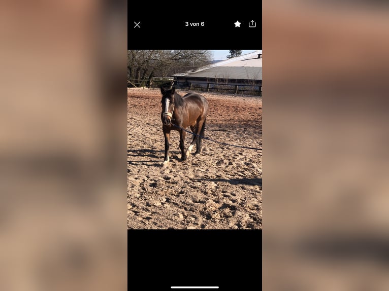 Irish Sport Horse Mare 14 years 15,2 hh Brown in Ebsdorfergrund