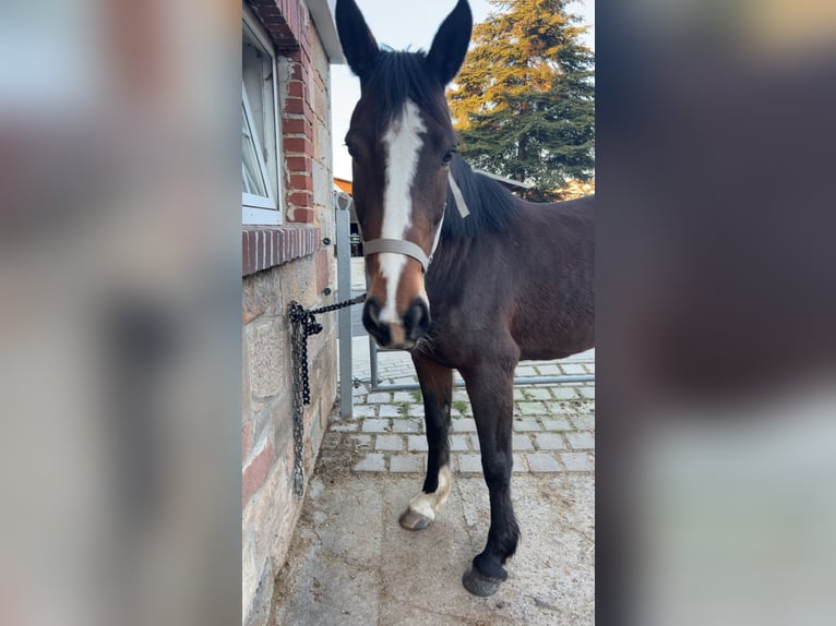 Irish Sport Horse Mare 14 years 15,2 hh Brown in Ebsdorfergrund