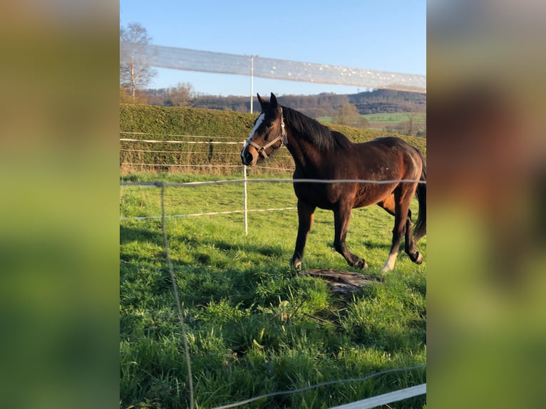 Irish Sport Horse Mare 14 years 15,2 hh  in Ebsdorfergrund