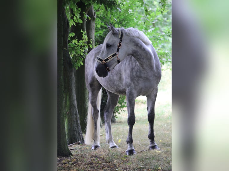 Irish Sport Horse Mare 14 years 15,3 hh Grey-Blue-Tan in Oebisfelde-Lockstedt Irish Sport Horse Mare 14 years 15,3 hh Grey-Blue-Tan in Oebisfelde-Lockstedt