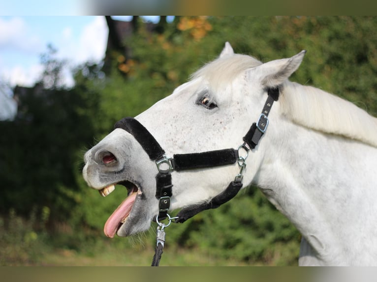Irish Sport Horse Mare 14 years 15,3 hh Grey-Blue-Tan in Oebisfelde-Lockstedt Irish Sport Horse Mare 14 years 15,3 hh Grey-Blue-Tan in Oebisfelde-Lockstedt
