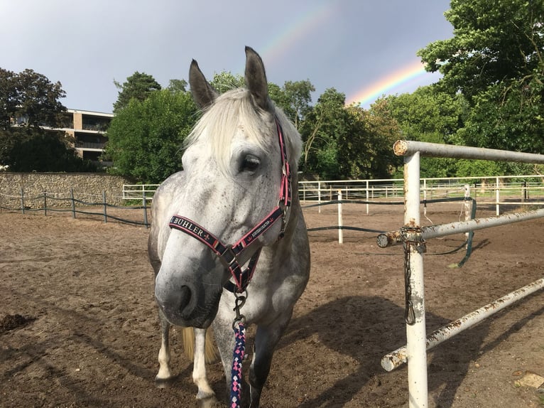 Irish Sport Horse Mare 14 years 15,3 hh Grey-Blue-Tan in Oebisfelde-Lockstedt Irish Sport Horse Mare 14 years 15,3 hh Grey-Blue-Tan in Oebisfelde-Lockstedt