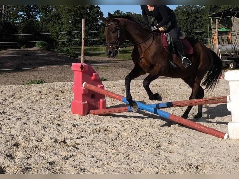 Irish Sport Horse Mare 14 years 16 hh Brown in Rietberg