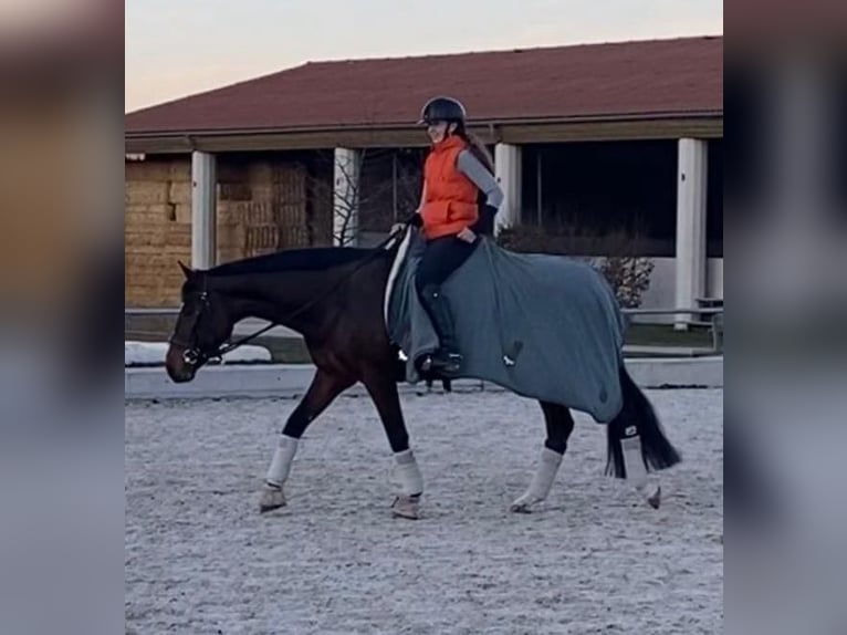 Irish Sport Horse Mare 14 years 16 hh Brown in Kitzingen