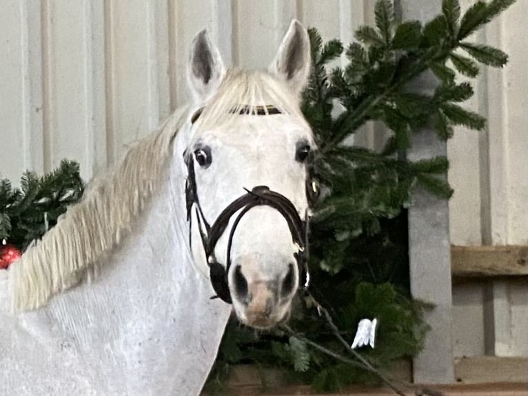 Irish Sport Horse Mare 14 years 16 hh Grey in Elze
