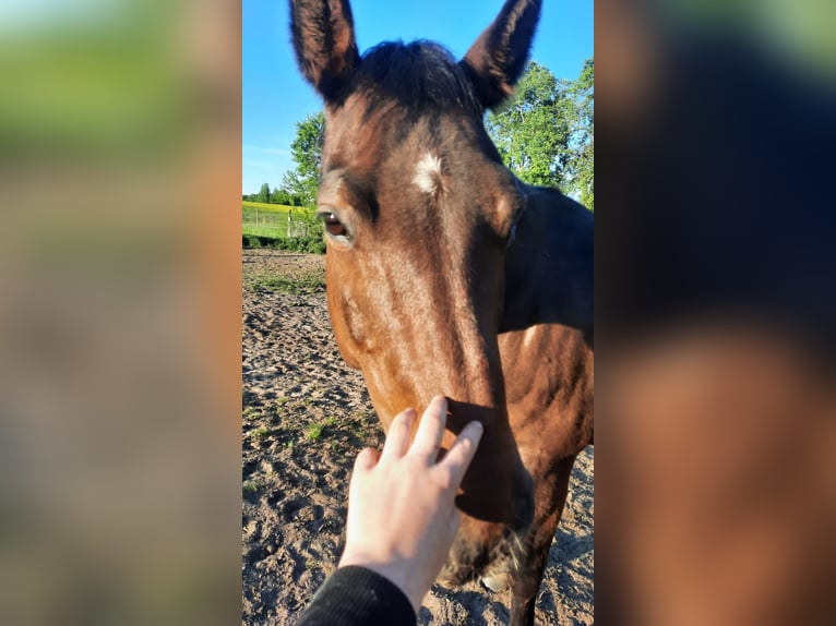 Irish Sport Horse Mare 14 years in Oebisfelde-Lockstedt
