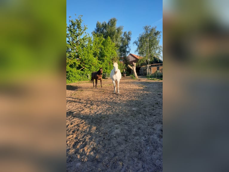 Irish Sport Horse Mare 14 years in Oebisfelde-Lockstedt
