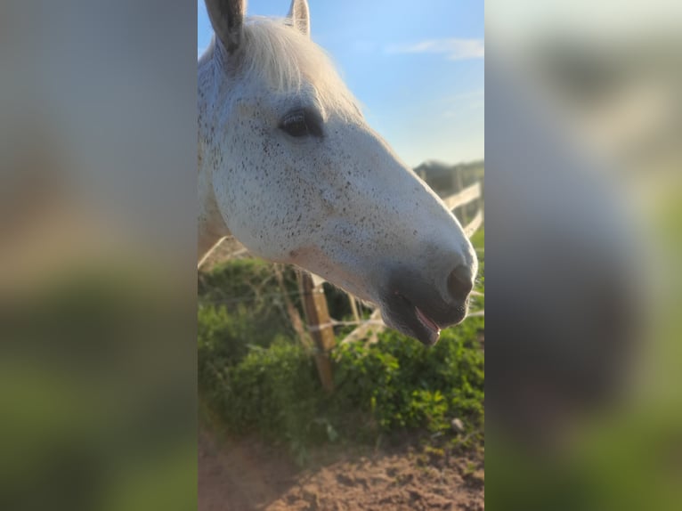 Irish Sport Horse Mare 14 years in Oebisfelde-Lockstedt