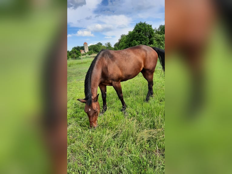 Irish Sport Horse Mare 14 years in Oebisfelde-Lockstedt