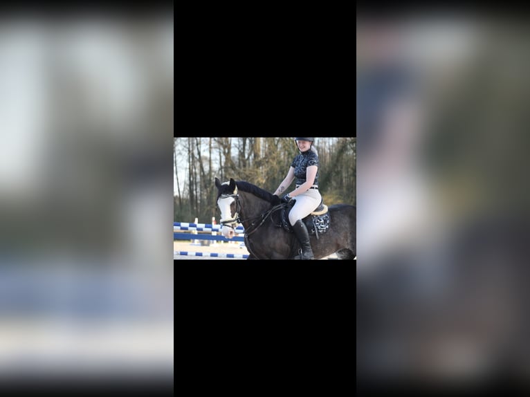 Irish Sport Horse Mix Mare 15 years 14.2 hh Smoky-Black in Hückelhoven