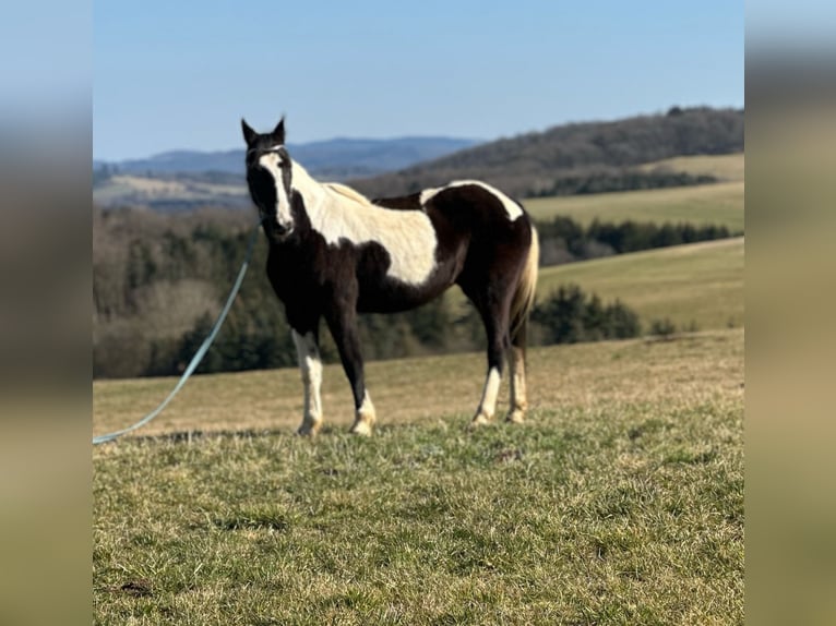 Irish Sport Horse Mix Mare 15 years 14,3 hh Pinto in Hillesheim