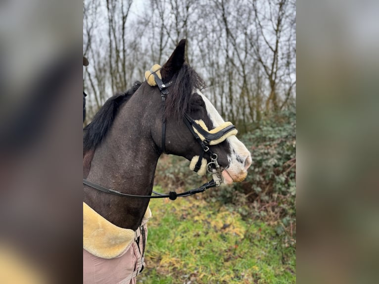 Irish Sport Horse Mix Mare 15 years 14,2 hh Smoky-Black in Hückelhoven