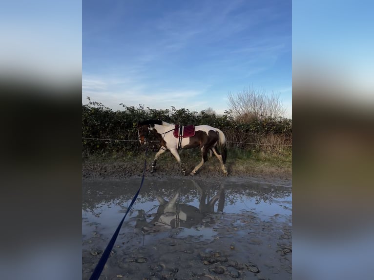 Irish Sport Horse Mare 15 years 15,1 hh Pinto in T&#xF6;nning