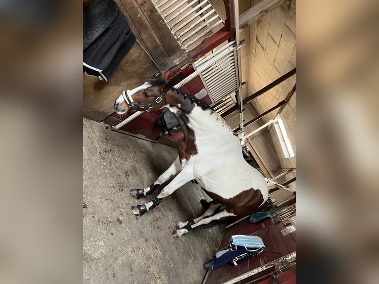 Irish Sport Horse Mare 15 years 15,1 hh Pinto in T&#xF6;nning