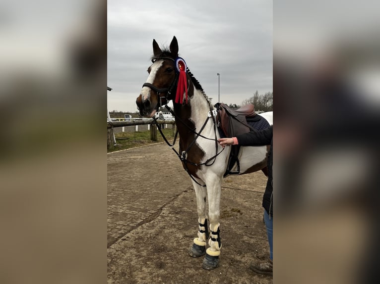 Irish Sport Horse Mare 15 years 15,1 hh Pinto in T&#xF6;nning