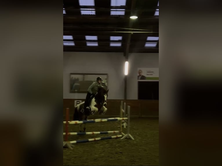 Irish Sport Horse Mare 15 years 15,1 hh Pinto in T&#xF6;nning