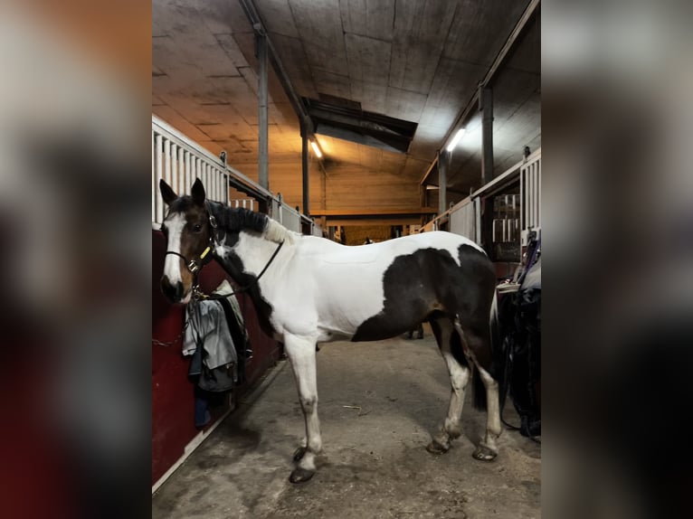 Irish Sport Horse Mare 15 years 15,1 hh Pinto in T&#xF6;nning