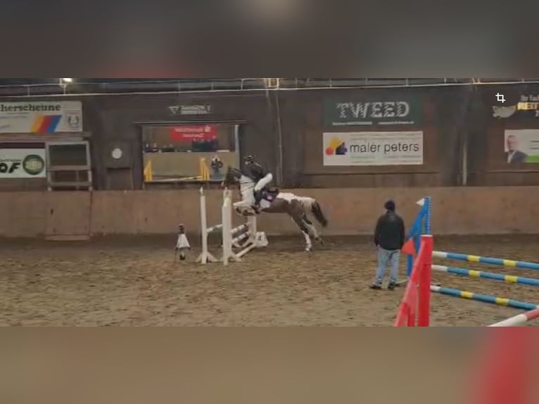 Irish Sport Horse Mare 15 years 15,1 hh Pinto in T&#xF6;nning