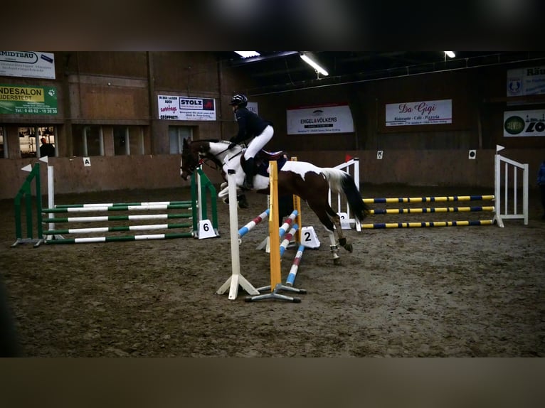 Irish Sport Horse Mare 15 years 15,1 hh Pinto in T&#xF6;nning